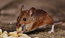 24 Hour & Emergency Exterminators in Saint Francis, KY